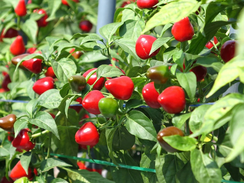 Ornamental Chilly Choice Round Mix Seeds - (50 Seeds) High Yield | High Germination | Best for Home Gardens (मिर्च के बीज) - Image 3