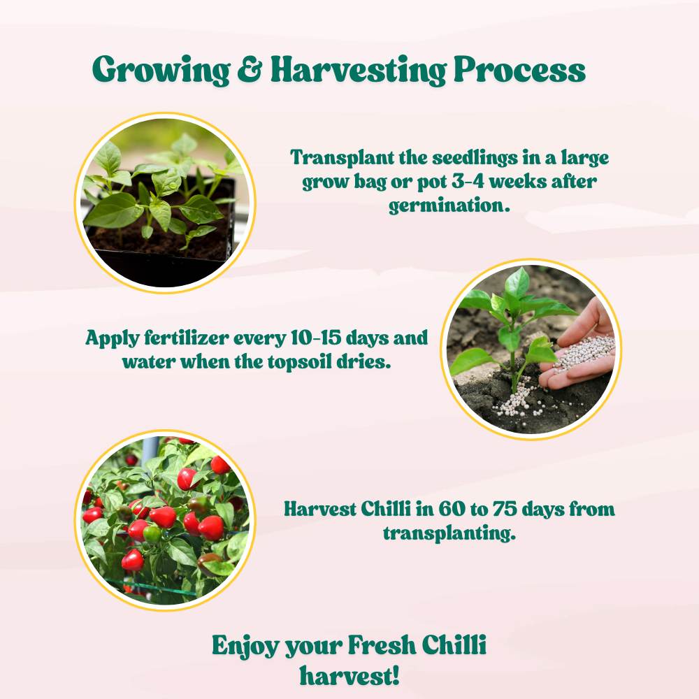 Ornamental Chilly Choice Round Mix Seeds - (50 Seeds) High Yield | High Germination | Best for Home Gardens (मिर्च के बीज) - Image 7
