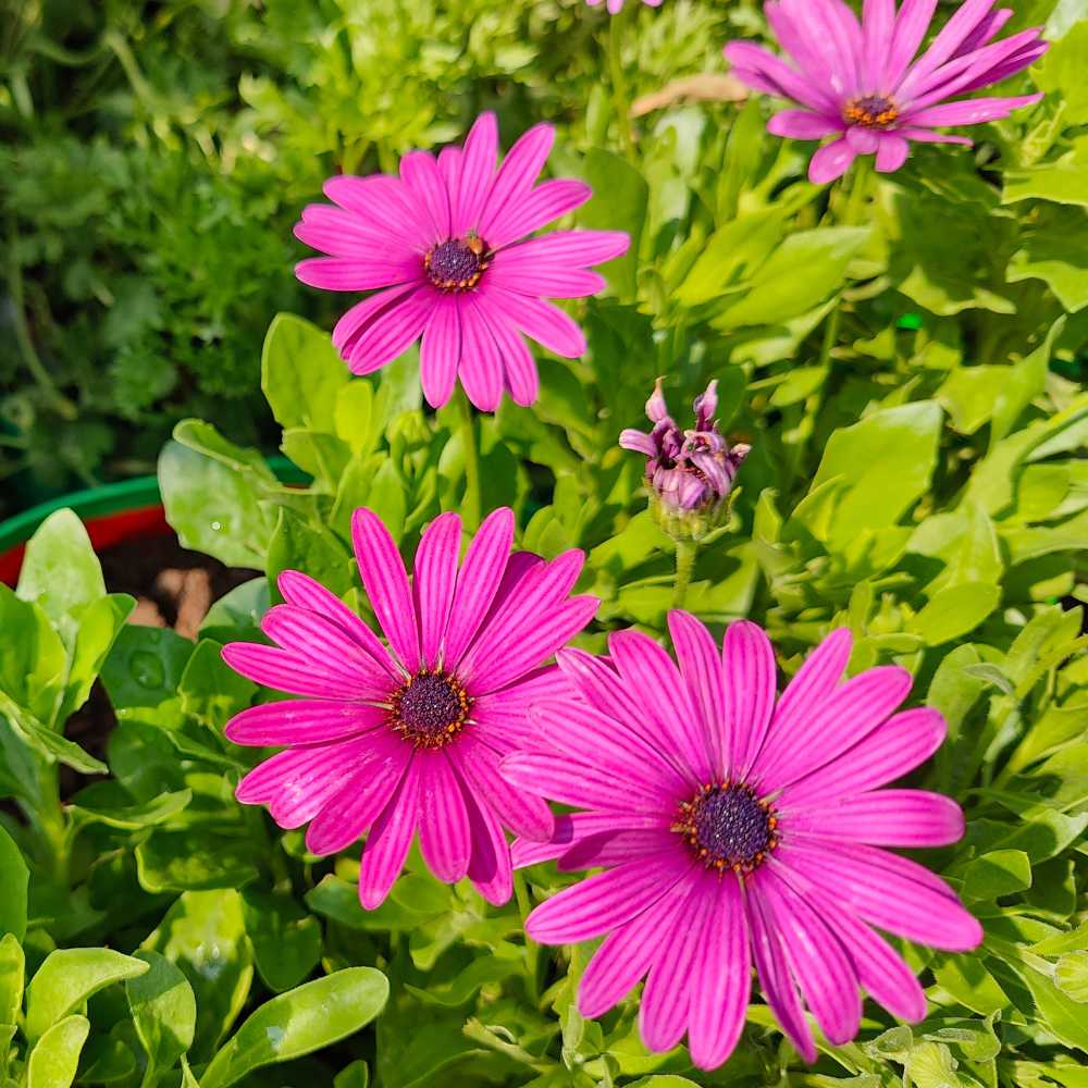 Osteospermum Ecklonis Mix Seeds (50 Seeds) Easy To Grow, High Germination, Perfect for pots, balconies, or Terrace gardens - Image 2