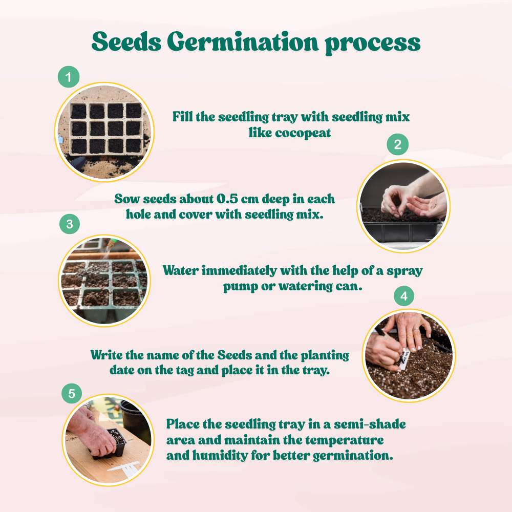 Osteospermum Ecklonis Mix Seeds (50 Seeds) Easy To Grow, High Germination, Perfect for pots, balconies, or Terrace gardens - Image 6