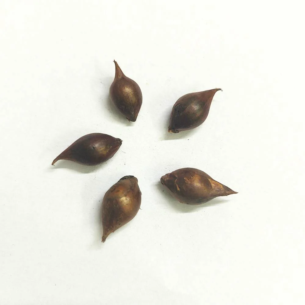 Oxalis White Flower Bulbs (05N) - Image 3