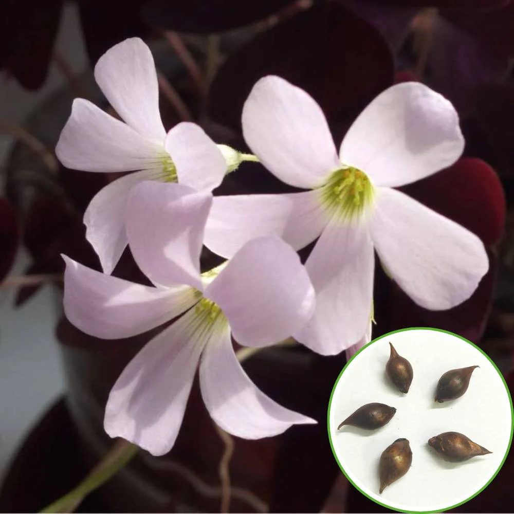 Oxalis White Flower Bulbs (05N) - Image 4