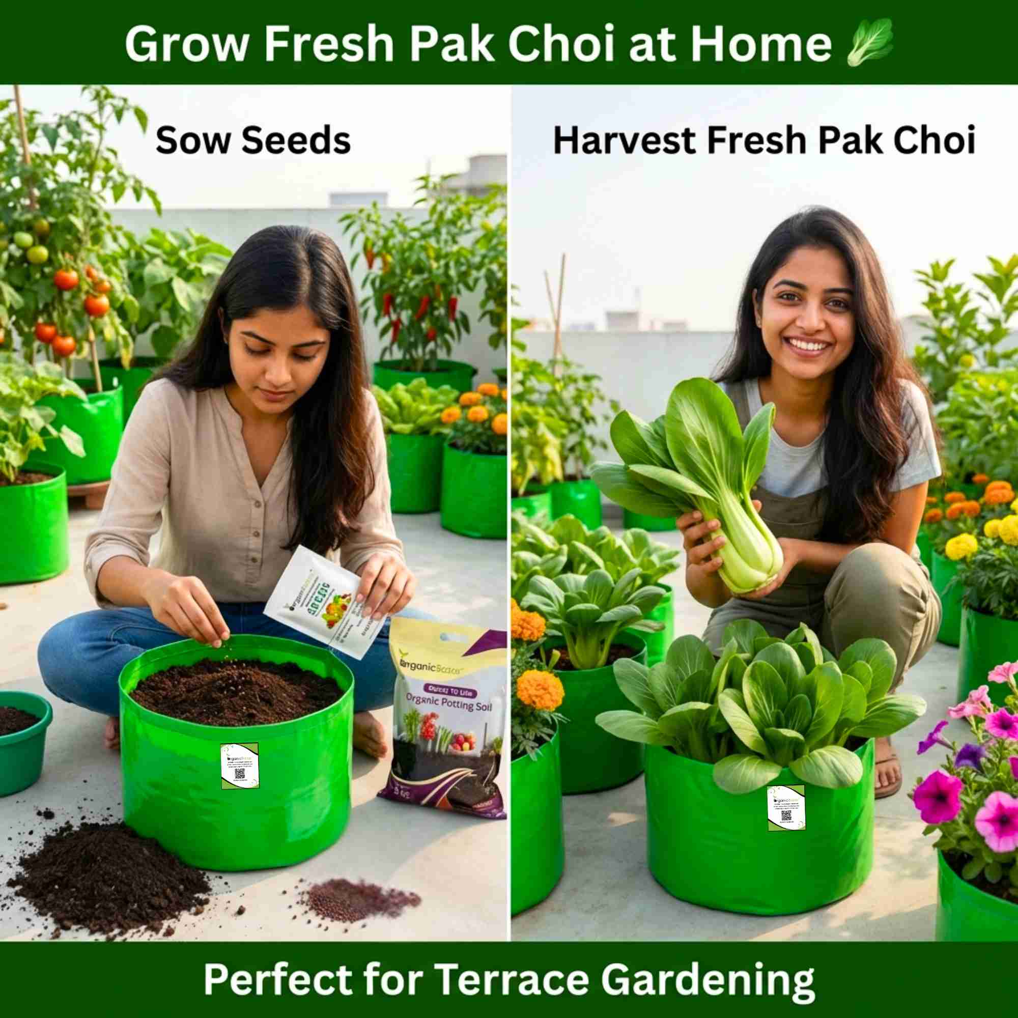 Pak Choi (Bok Choi) Seeds - 150 Seeds (पाक चोई के बीज) - Image 2