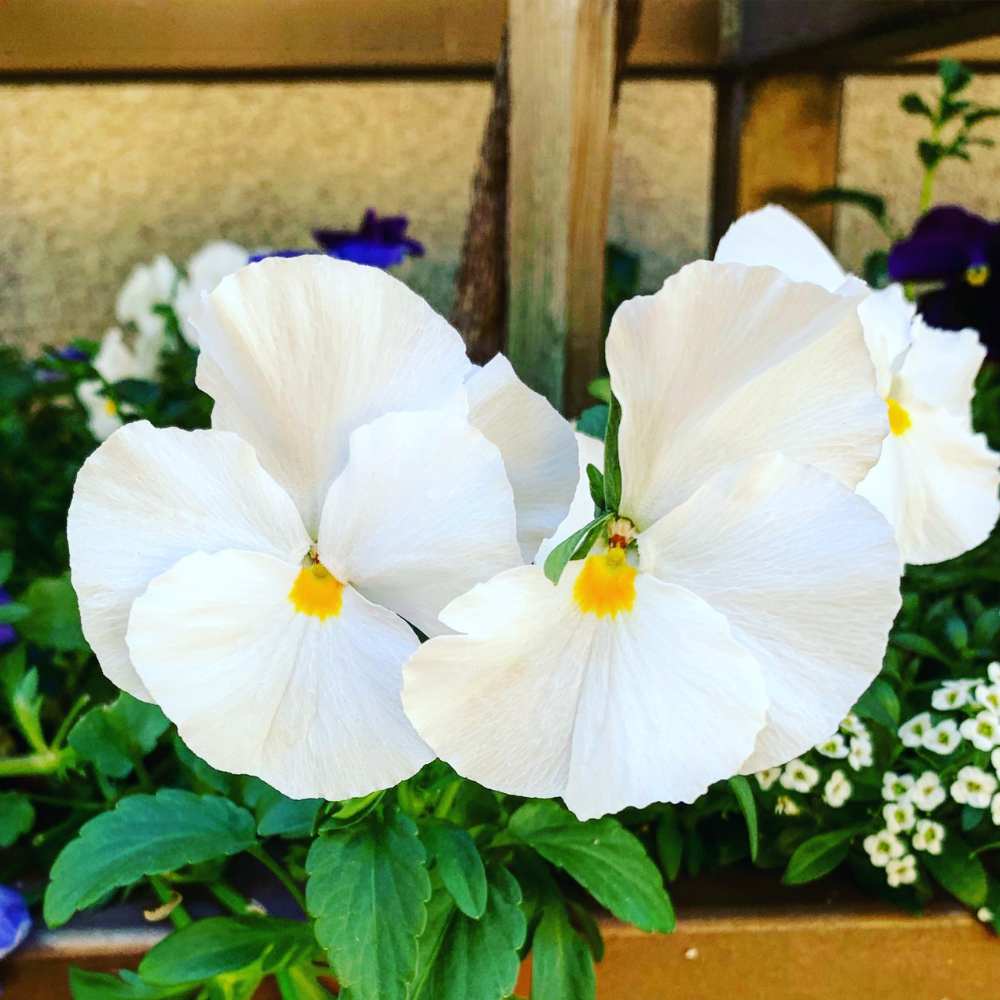 Pansy Swiss Giant White Seeds (150 Seeds) Easy To Grow, High Germination, Perfect for pots, balconies, or Terrace gardens - Image 2