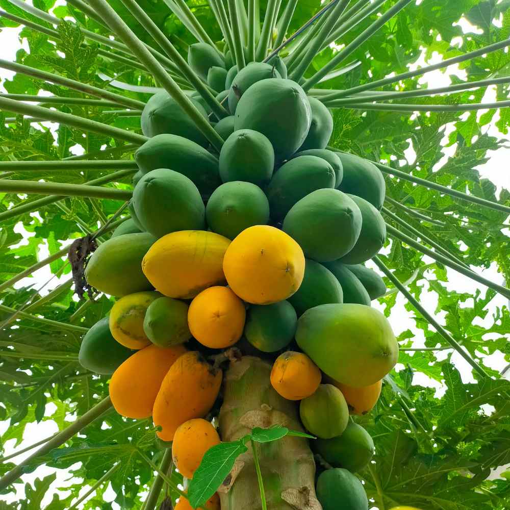 Papaya Seeds  - 10 Seeds (Papita ke beej/पपीता के बीज) High Germination,High-yielding and fast-growing - Image 3