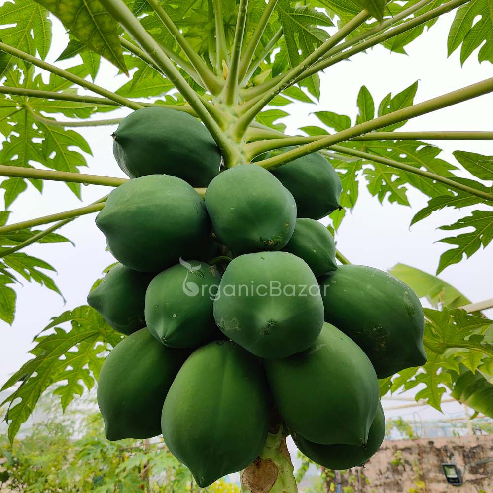 Papaya Seeds  - 10 Seeds (Papita ke beej/पपीता के बीज) High Germination,High-yielding and fast-growing - Image 4
