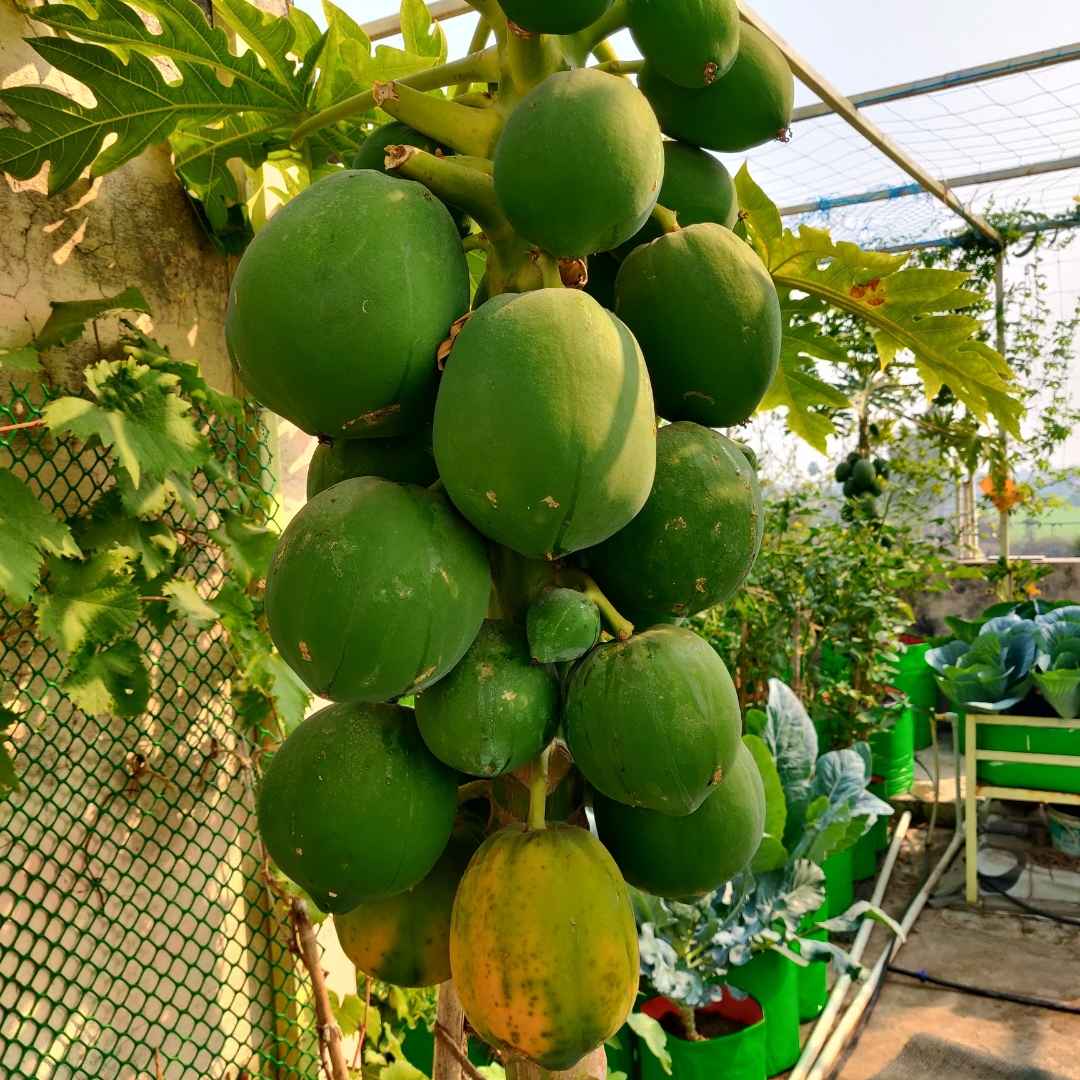 Papaya Seeds  - 10 Seeds (Papita ke beej/पपीता के बीज) High Germination,High-yielding and fast-growing - Image 5