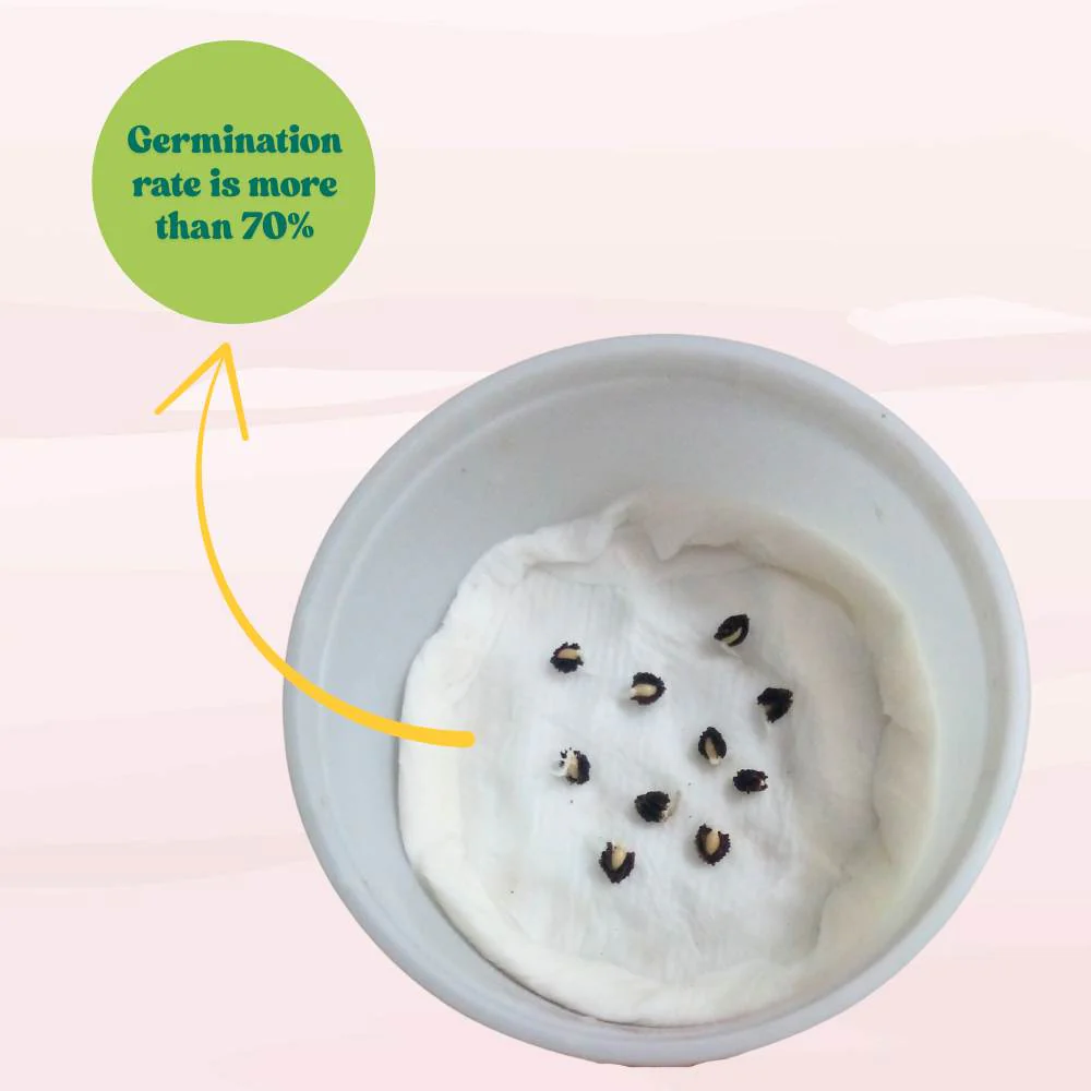 Papaya Seeds  - 10 Seeds (Papita ke beej/पपीता के बीज) High Germination,High-yielding and fast-growing - Image 7