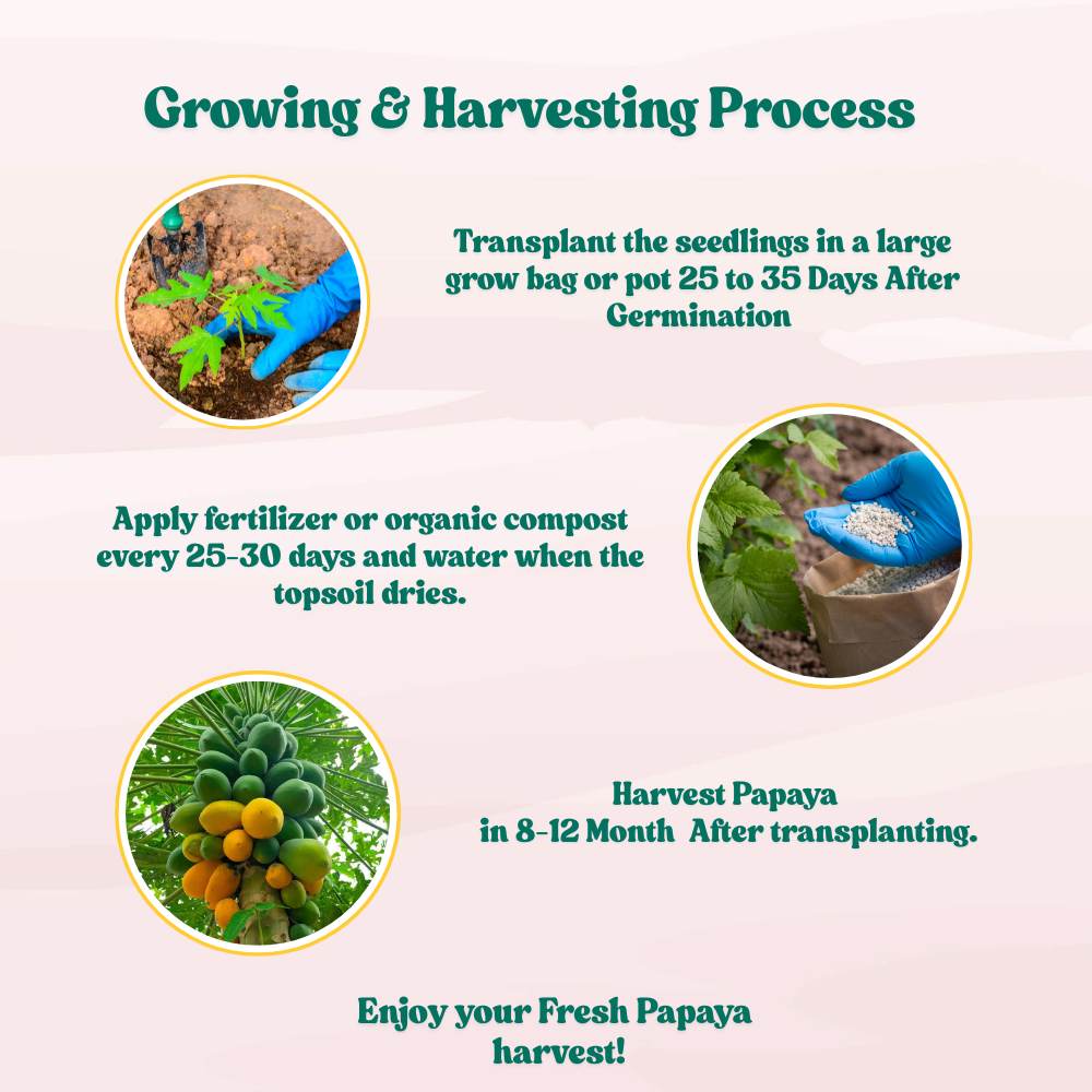 Papaya Seeds  - 10 Seeds (Papita ke beej/पपीता के बीज) High Germination,High-yielding and fast-growing - Image 9