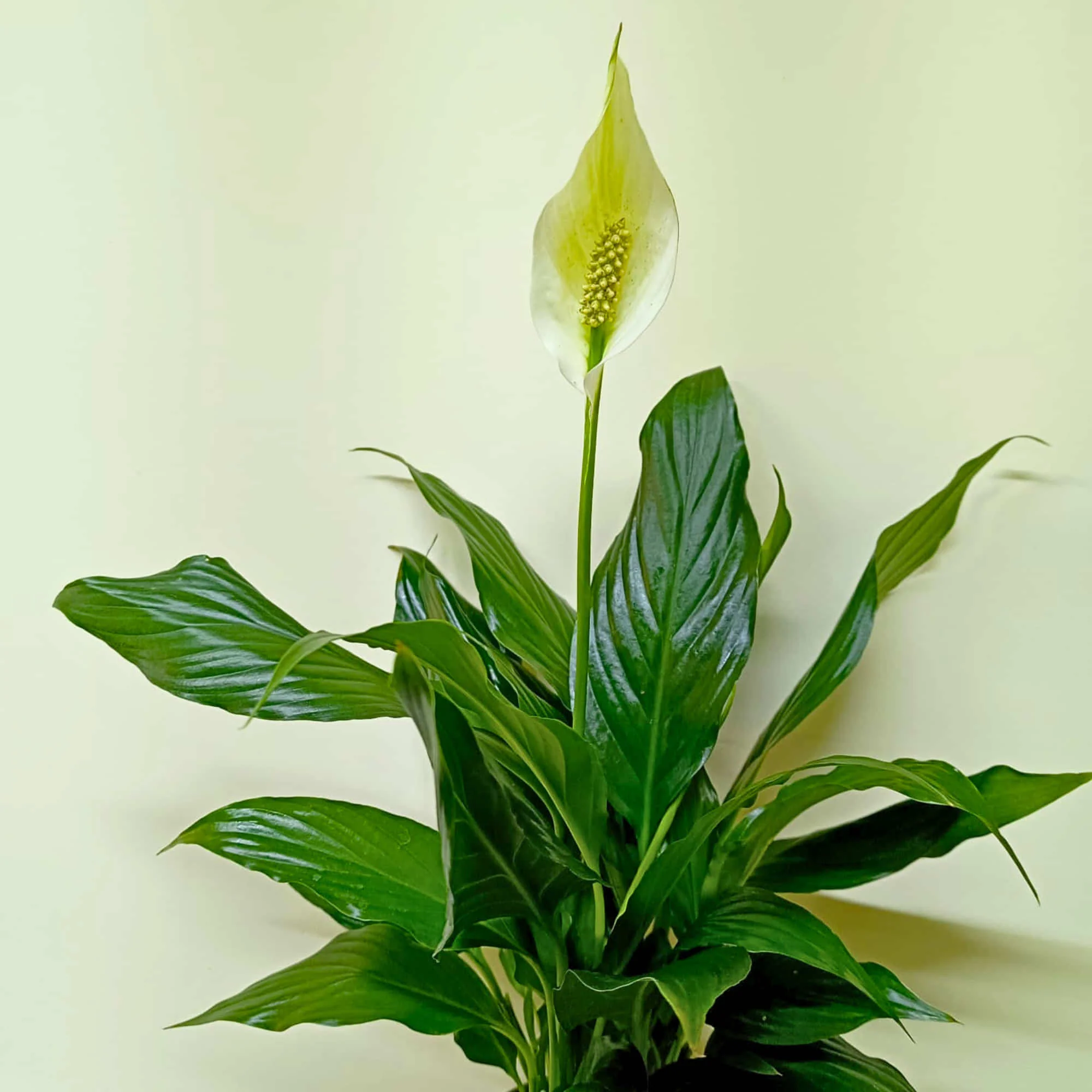 Peace Lily Live Plant | Air Purifying Easy Care Flowering Indoor Plant - Image 3