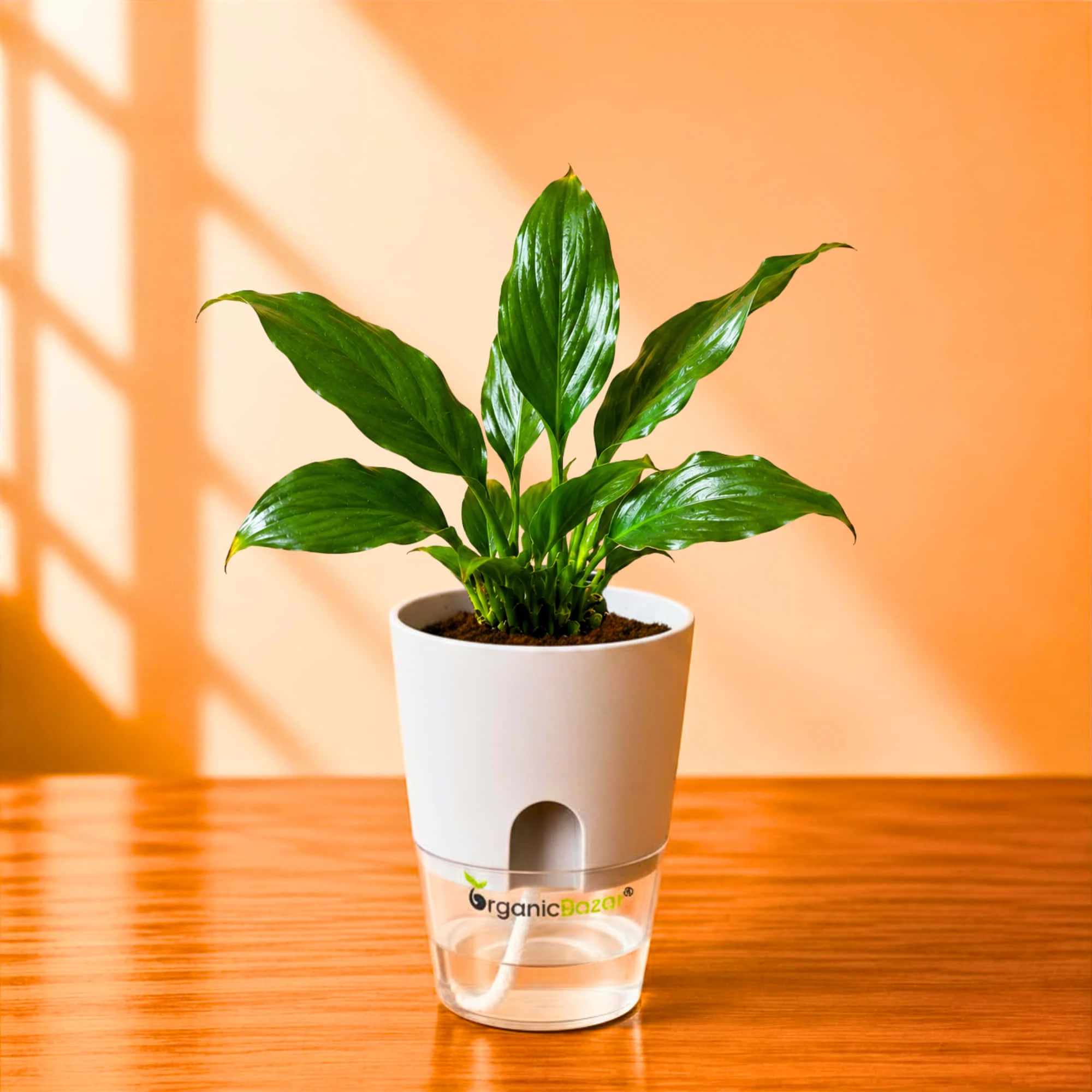 Peace Lily Live Plant | Air Purifying Easy Care Flowering Indoor Plant - Image 4