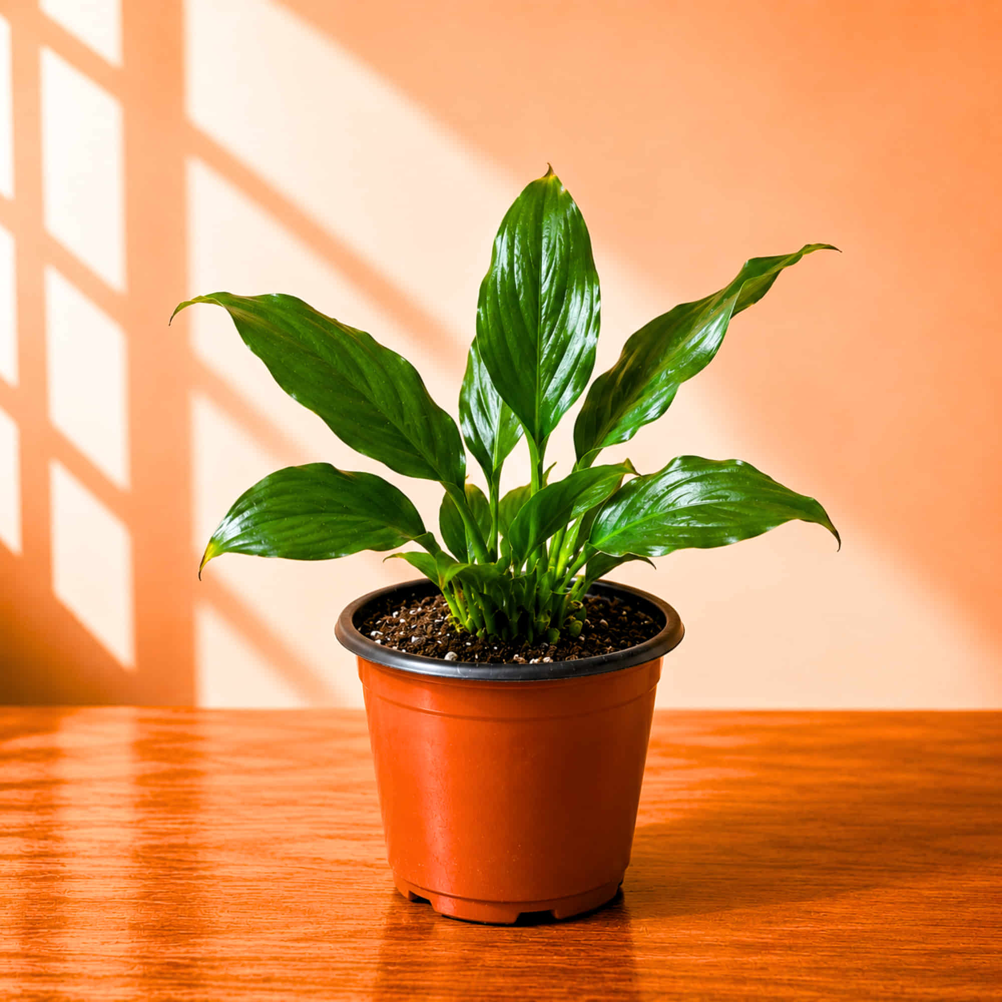 Peace Lily Live Plant | Air Purifying Easy Care Flowering Indoor Plant - Image 5