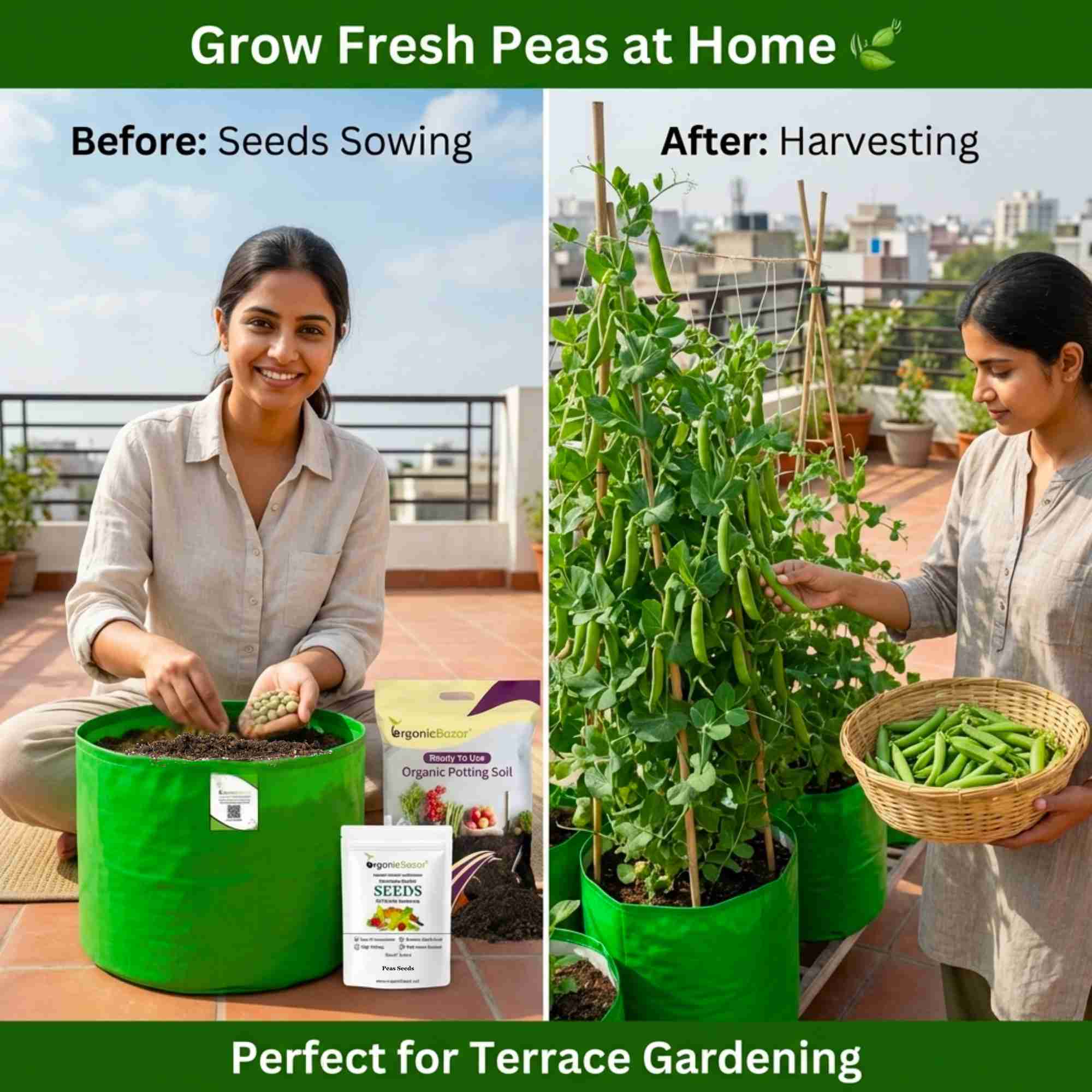 Peas (Matar) Seeds - 50 Seeds (मटर के बीज) - Image 2