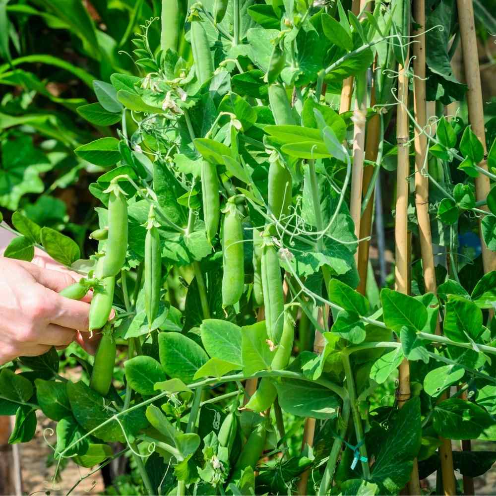 Peas (Matar) Seeds - 50 Seeds (मटर के बीज) - Image 3