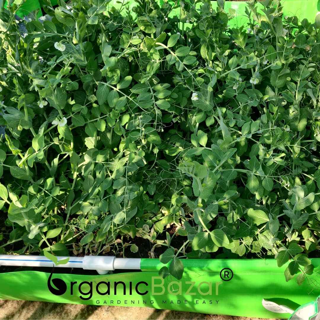 Peas (Matar) Seeds - 50 Seeds (मटर के बीज) - Image 5