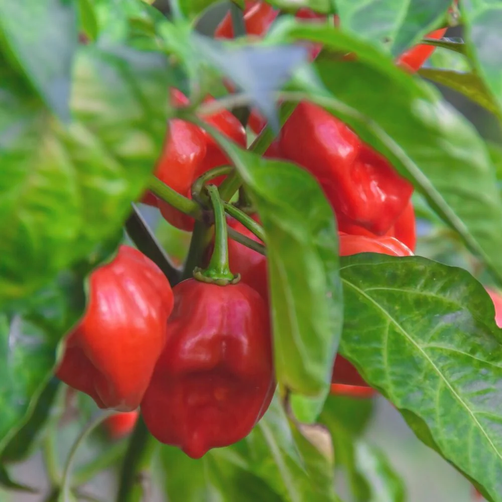 Pepper Habanero Red Seeds (50 Seeds) High Yield | High Germination | Best for Home Gardens - Image 3