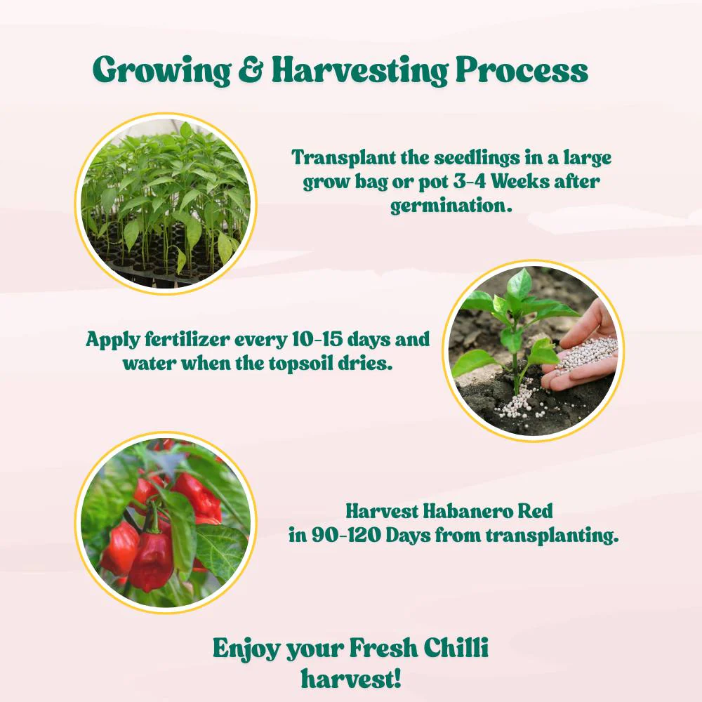 Pepper Habanero Red Seeds (50 Seeds) High Yield | High Germination | Best for Home Gardens - Image 7