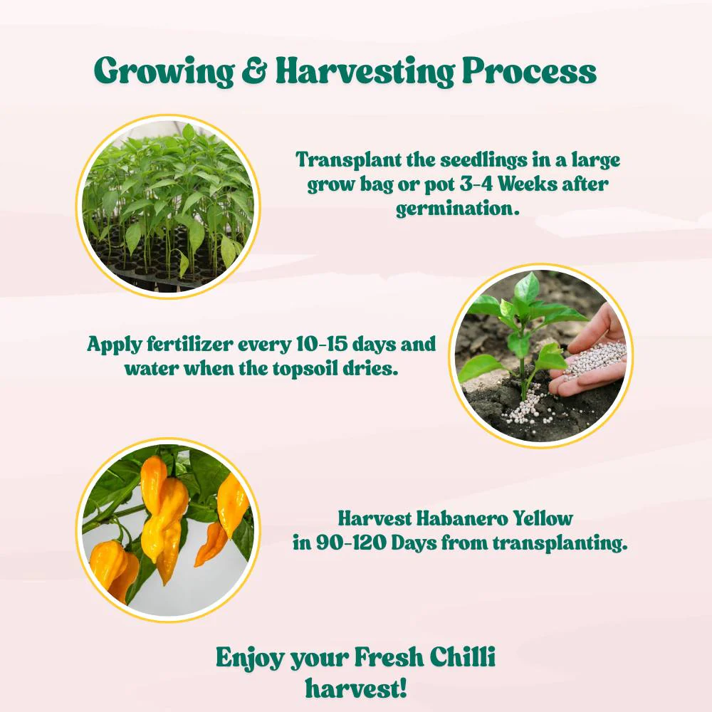 Pepper Habanero Yellow Seeds (50 Seeds) High Yield | High Germination | Best for Home Gardens - Image 5