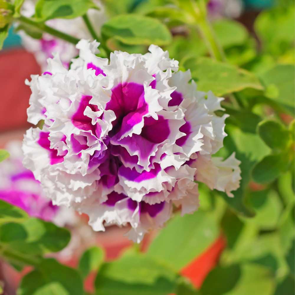 Petunia Double Glorious Mix Seeds (100 Seeds) Easy To Grow, High Germination, Perfect for pots, balconies, or Terrace gardens - Image 4