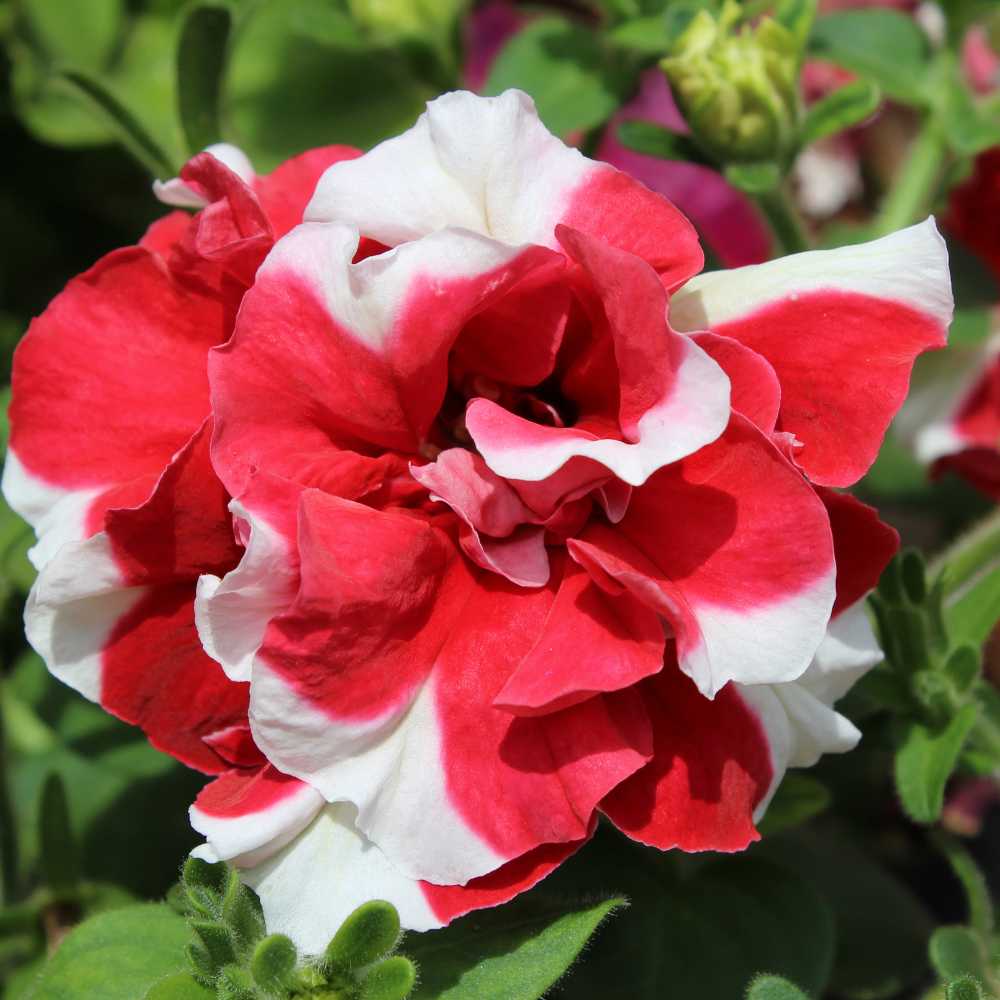 Petunia Double Glorious Mix Seeds (100 Seeds) Easy To Grow, High Germination, Perfect for pots, balconies, or Terrace gardens - Image 5