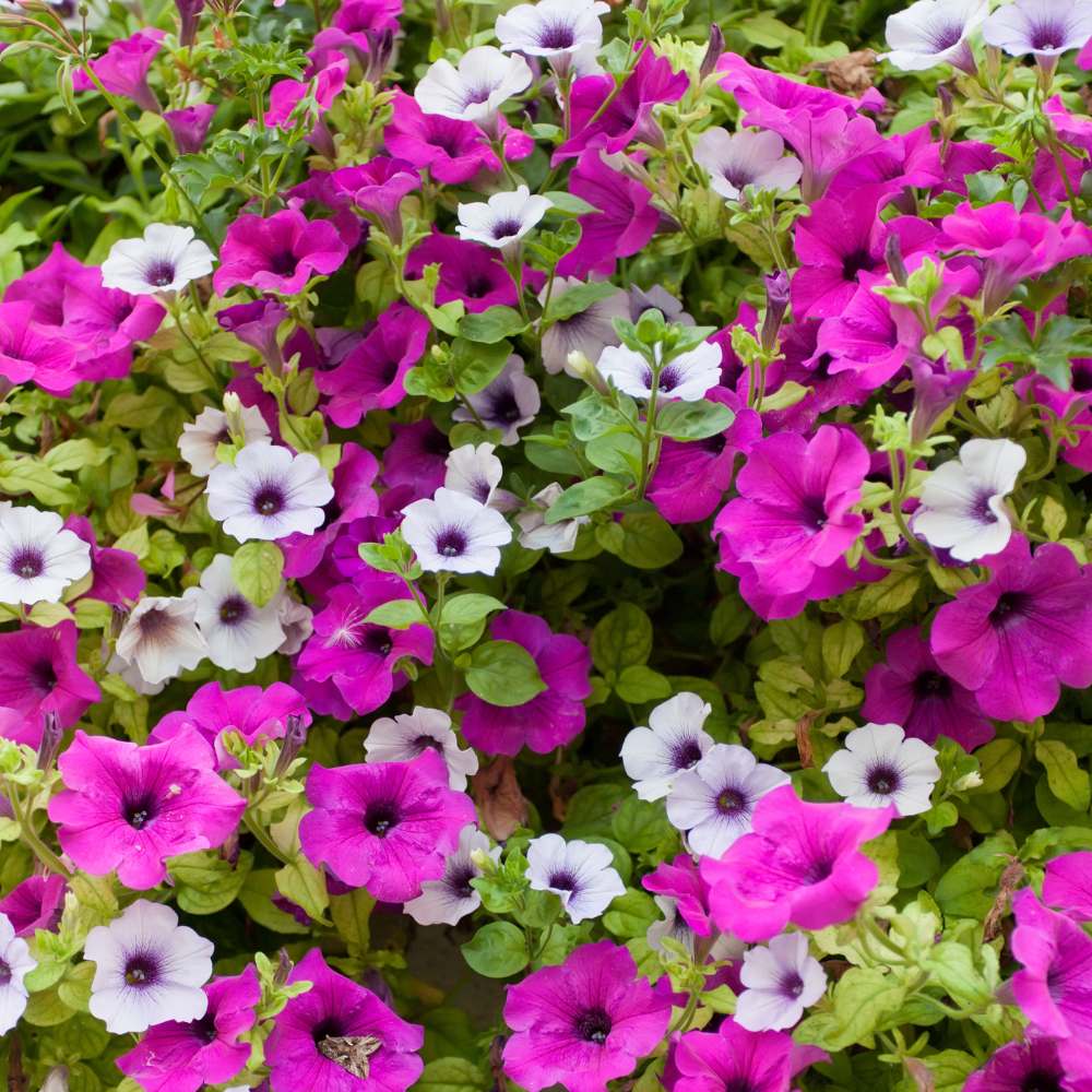 Petunia Nana Compacta Mix Seeds (300 Seeds) High Germination/ Easy To grow/ Perfect for pots, balconies, or Terrace gardens - Image 2
