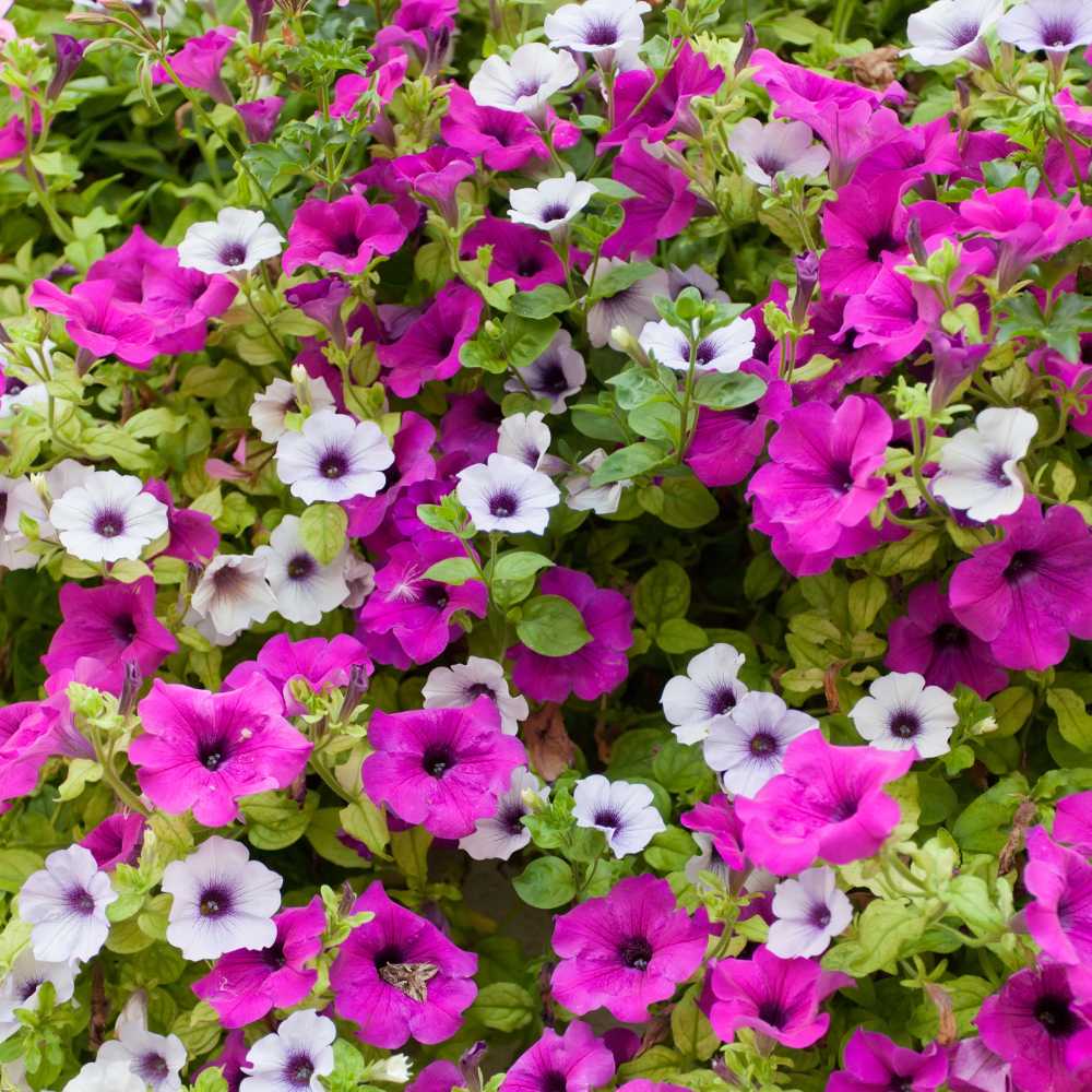 Petunia Supercascade Mix Seeds (100 Seeds) High Germination/ Easy To grow/ Perfect for pots, balconies, or Terrace gardens - Image 2