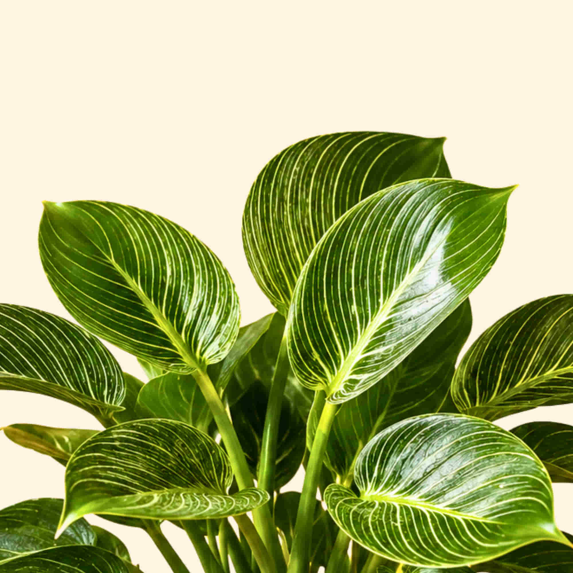 Philodendron Birkin Live Plant | White Pinstripe Rare Indoor Plant | Ideal for Home & Office - Image 3
