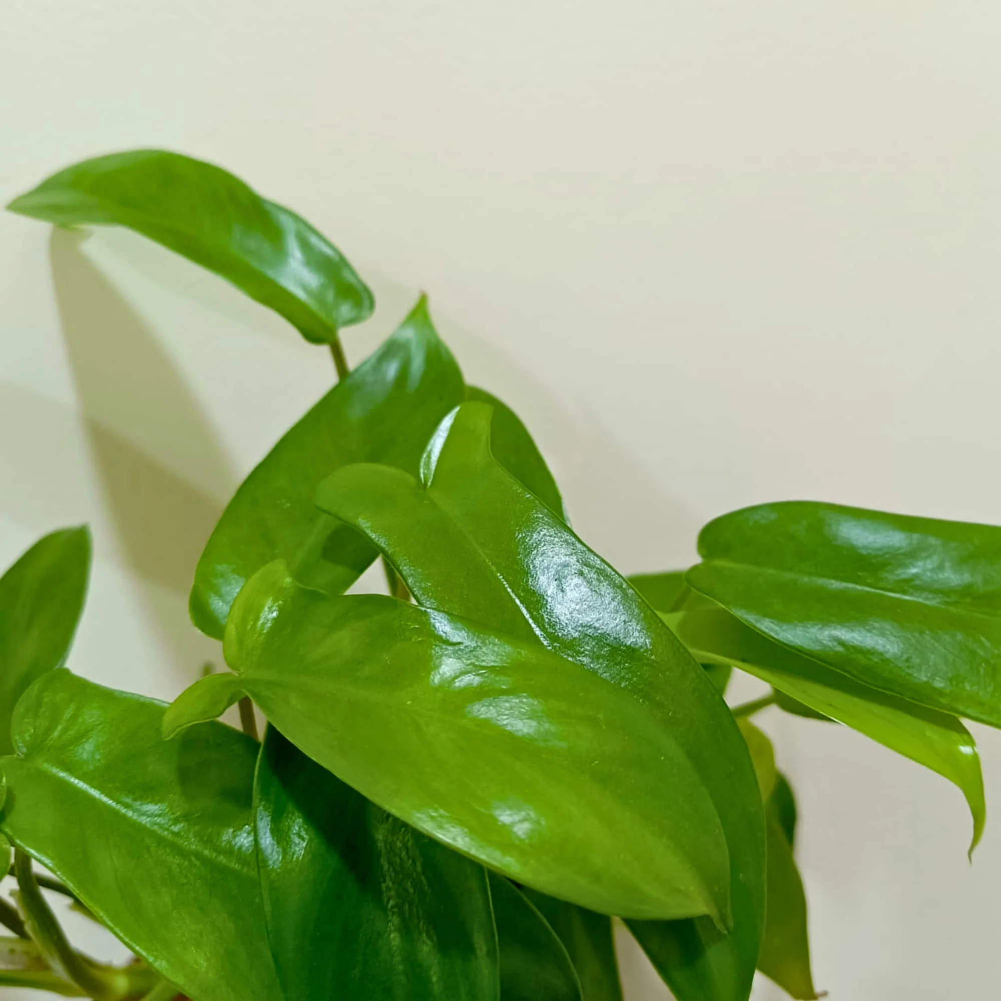 Philodendron Hybrida 'Florida Beauty' Live Plant - Image 3