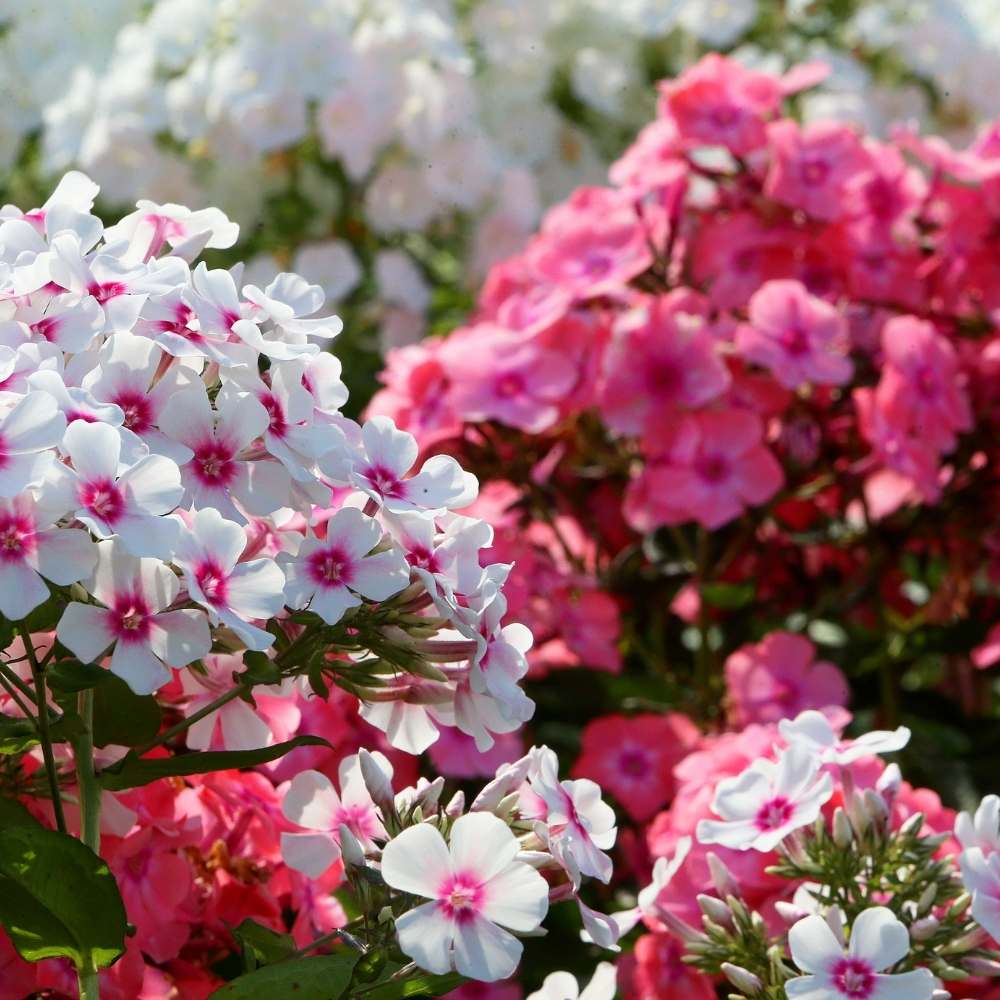 Phlox Beauty Dwarf Mix Seeds (200 Seeds) High Germination/ Easy To grow/ Perfect for pots, balconies, or Terrace gardens - Image 3