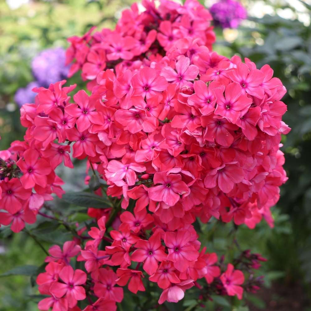 Phlox Beauty Dwarf Red Seeds (200 Seeds) High Germination/ Easy To grow/ Perfect for pots, balconies, or Terrace gardens - Image 2