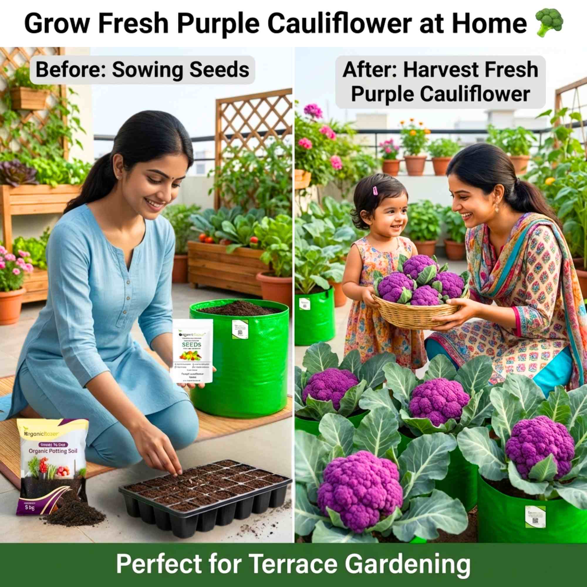 Purple Cauliflower (Bainganee Phool gobhi) Seeds - 40 Seeds (बैंगनी फूल गोभी) High Germination /Easy to Grow/Ideal for Terrace/Kitchen Gardening - Image 2