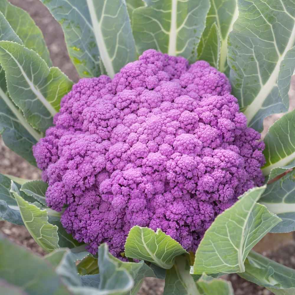 Purple Cauliflower (Bainganee Phool gobhi) Seeds - 40 Seeds (बैंगनी फूल गोभी) High Germination /Easy to Grow/Ideal for Terrace/Kitchen Gardening - Image 3