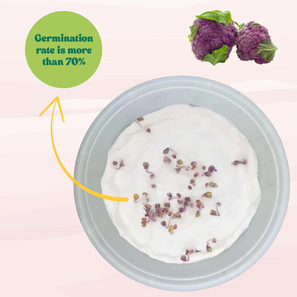 Purple Cauliflower (Bainganee Phool gobhi) Seeds - 40 Seeds (बैंगनी फूल गोभी) High Germination /Easy to Grow/Ideal for Terrace/Kitchen Gardening - Image 5