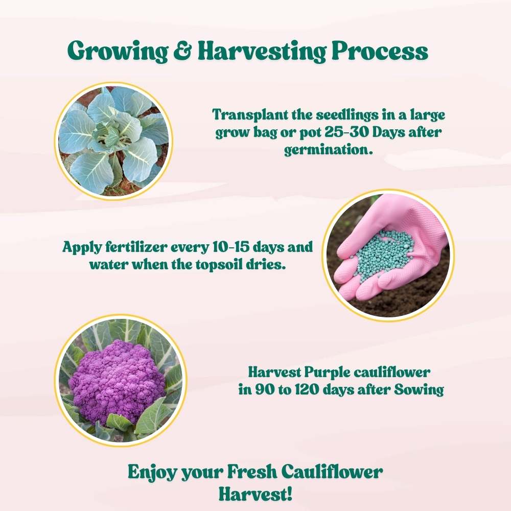 Purple Cauliflower (Bainganee Phool gobhi) Seeds - 40 Seeds (बैंगनी फूल गोभी) High Germination /Easy to Grow/Ideal for Terrace/Kitchen Gardening - Image 6