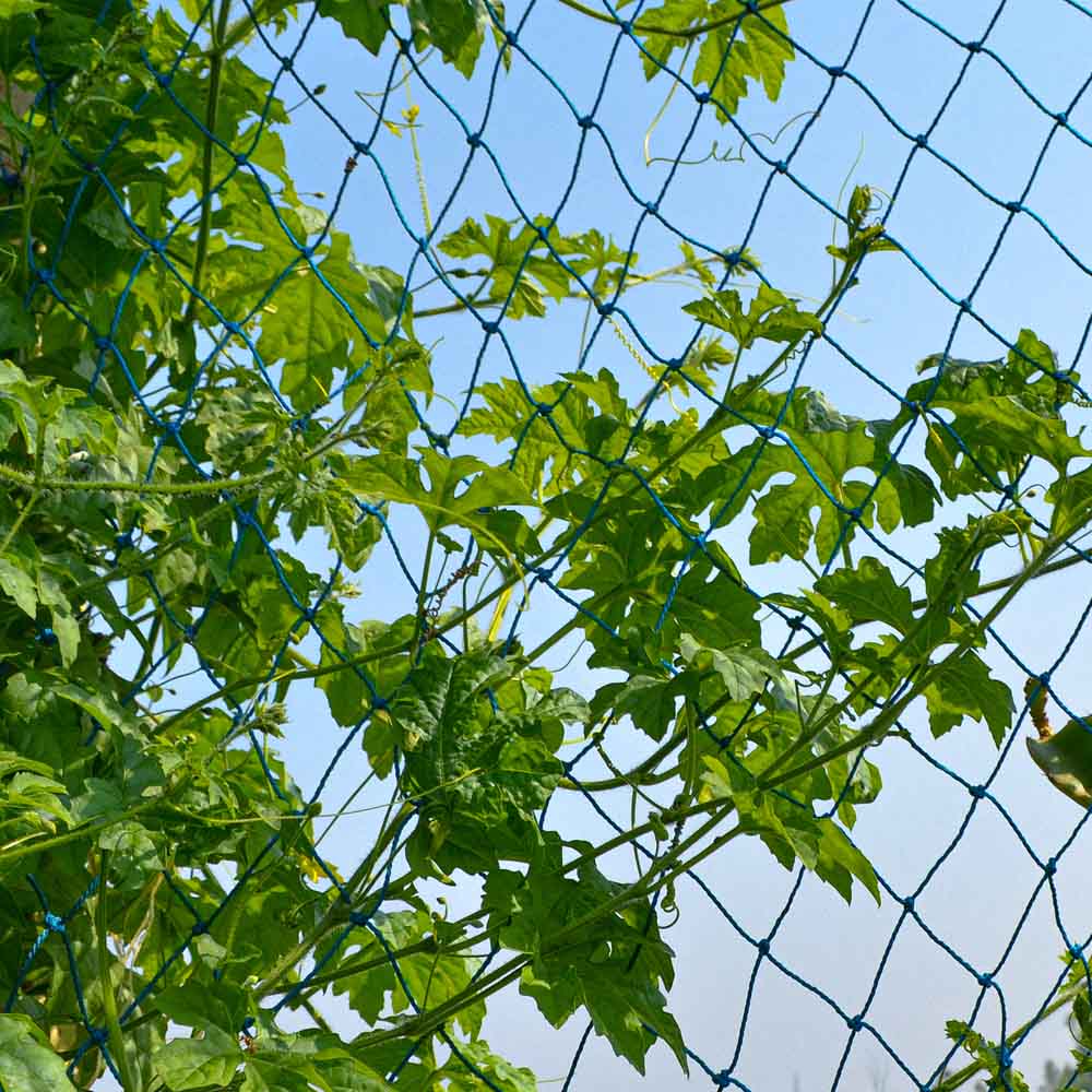 Creeper Plant Support Net – 1.5m x 10m | Heavy-Duty UV-Treated Blue Net for Climbing Plants - Image 5