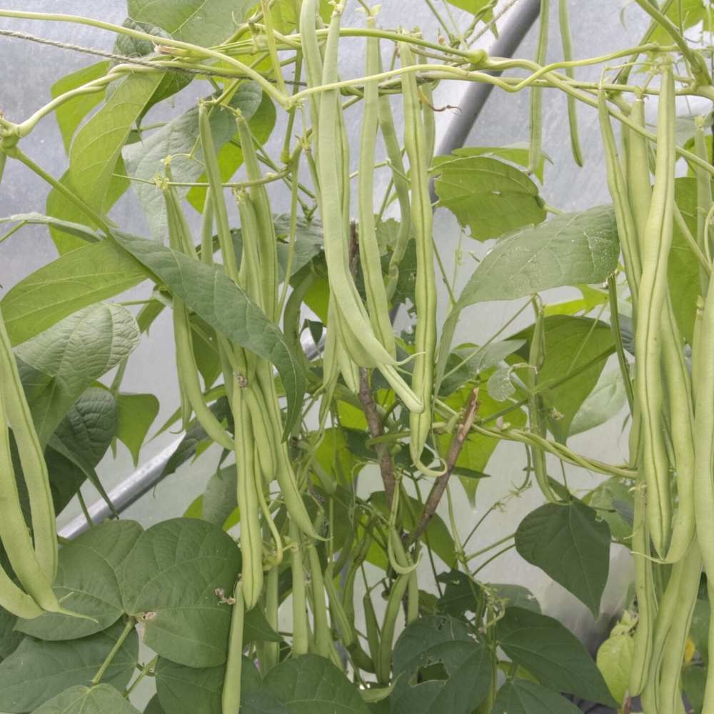 Pole Beans Seeds - 20 Seeds (पोल बीन्स के बीज) Easy To grow, High Germination, High Yield Pole Beans Seeds for Home Gardening - Image 2