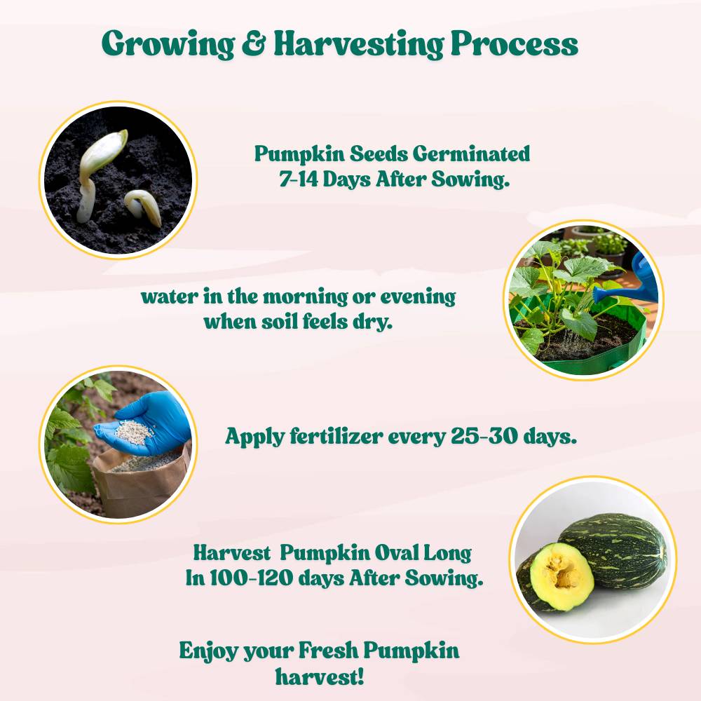 Pumpkin Oval seeds - 12 Seeds (Kaddu/ कद्दू के बीज)  Easy To grow, High Germination, High Yield Kaddu Seeds for Home Gardening - Image 5
