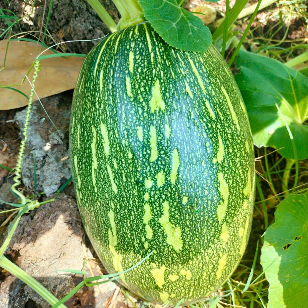 Pumpkin Oval Long (Dholakiya) Seeds (12 Seeds) Easy To grow, High Germination, High Yield Kaddu Seeds for Home Gardening - Image 2