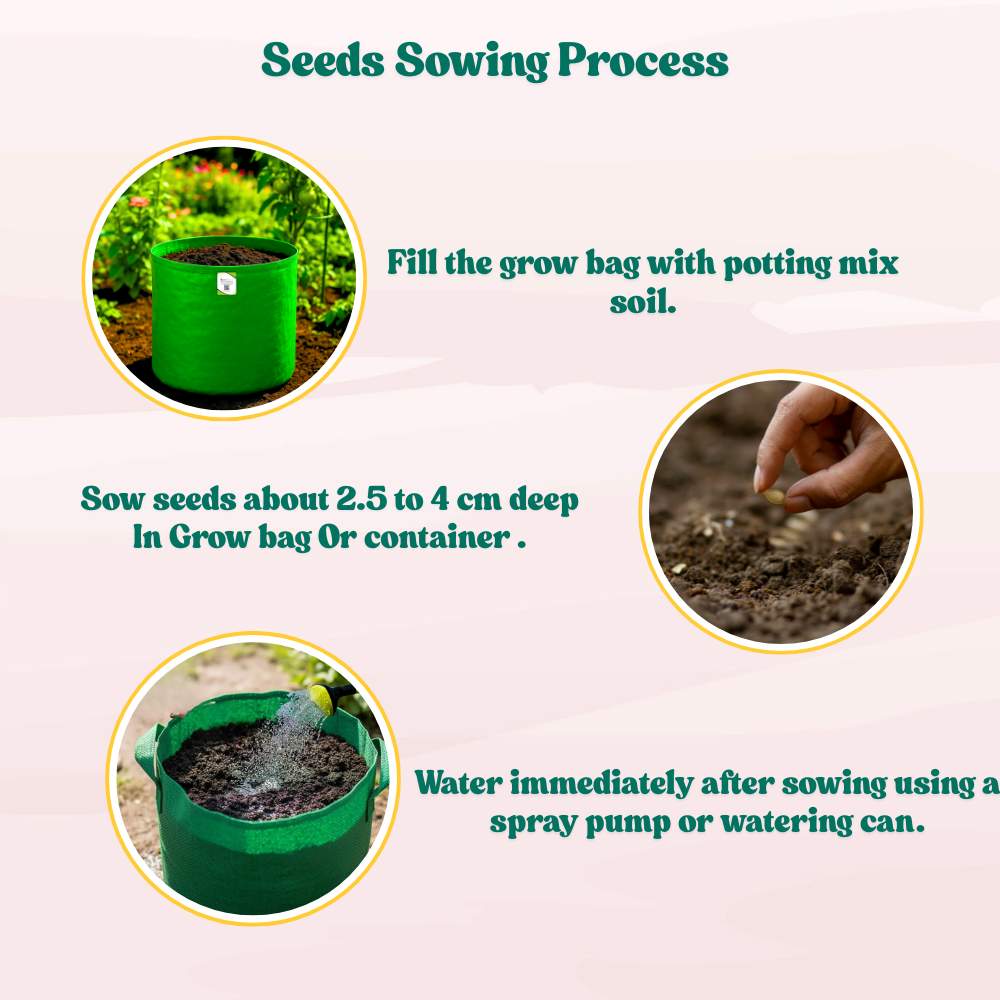 Pumpkin (kaddu) Seeds - 12 Seeds (कद्दू के बीज) Easy To grow, High Germination, High Yield Kaddu Seeds for Home Gardening - Image 7