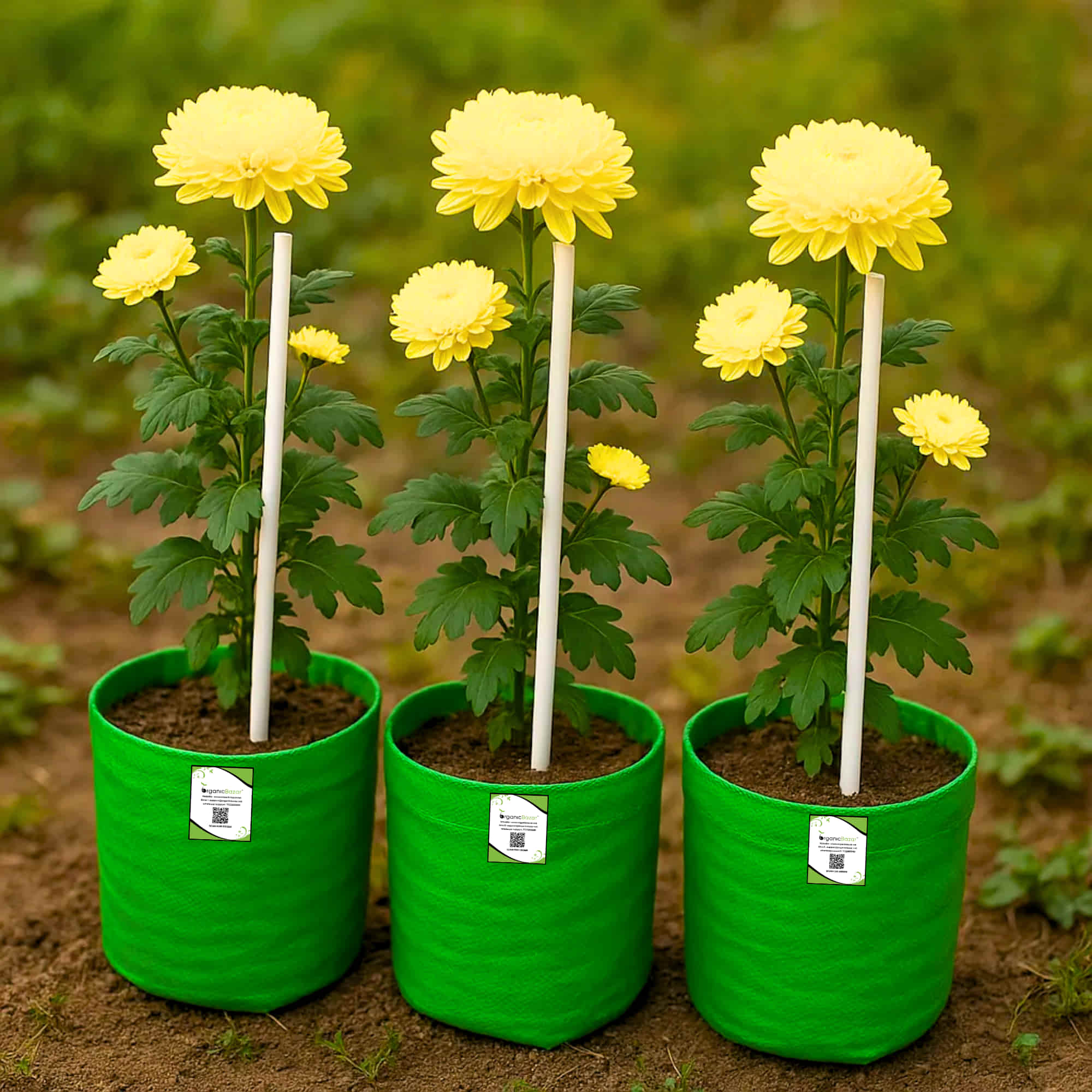 PVC Plant Support  Sticks for Home Garden (White, Pack of 8)| Creepers & Climbers | Vertical Growth Support for Plants & Flowers - Image 3