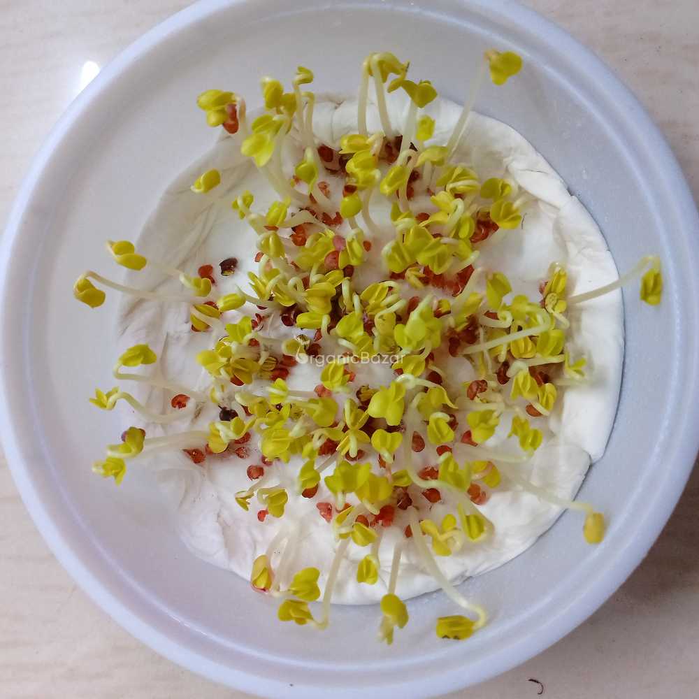 Radish Long Red Seeds (250 Seeds) - Image 4