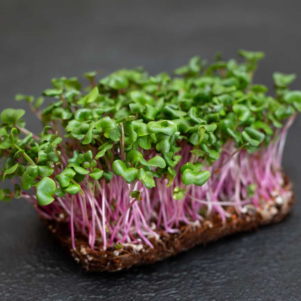 Radish Microgreen Kit for Home Gardening - Image 2