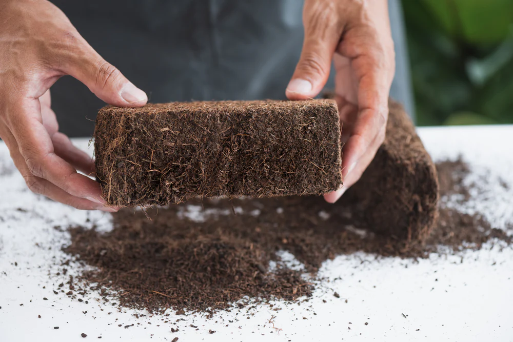 Radish Microgreen Kit for Home Gardening - Image 3