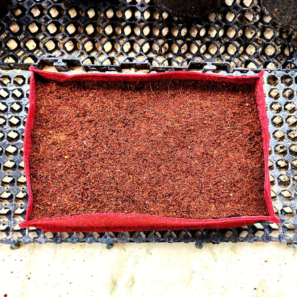 Radish Microgreen Kit for Home Gardening - Image 4