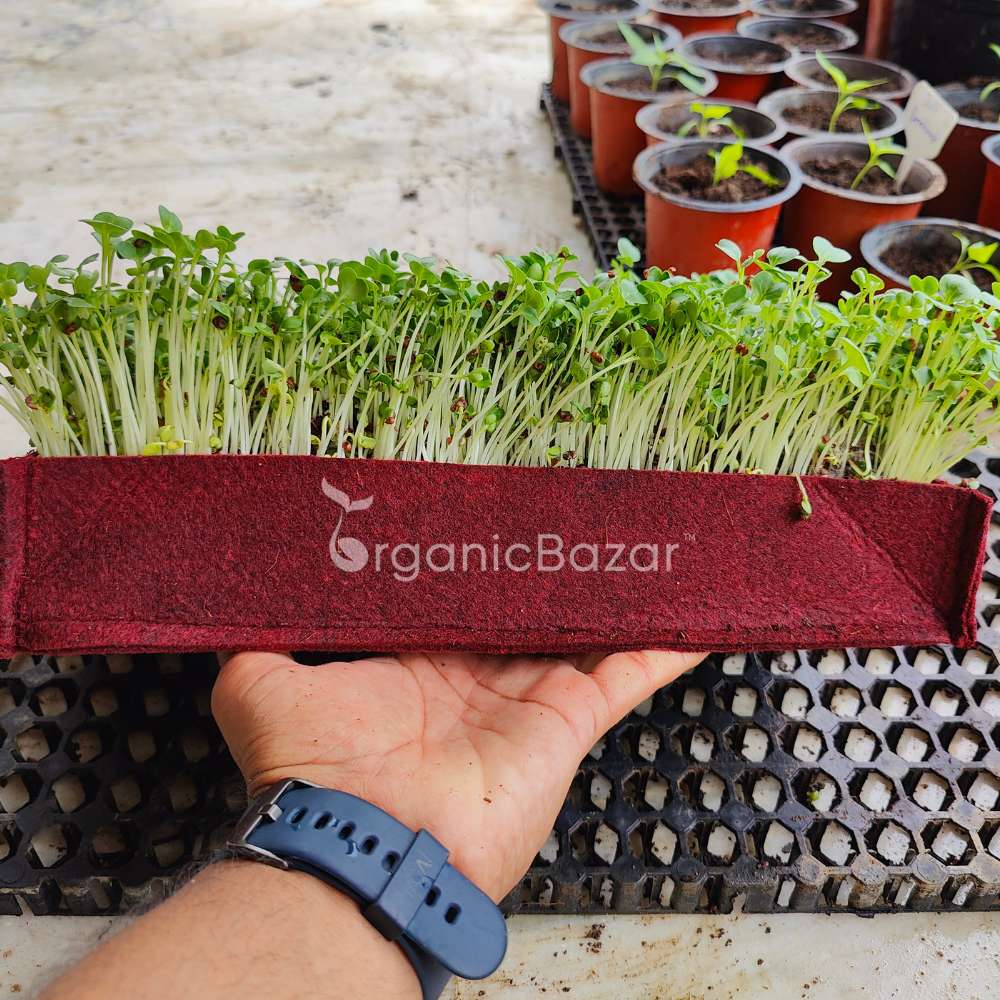 Radish Microgreens Seeds - 50g (Mooli/मूली के बीज) Fast &Easy to Grow Seeds - Image 3