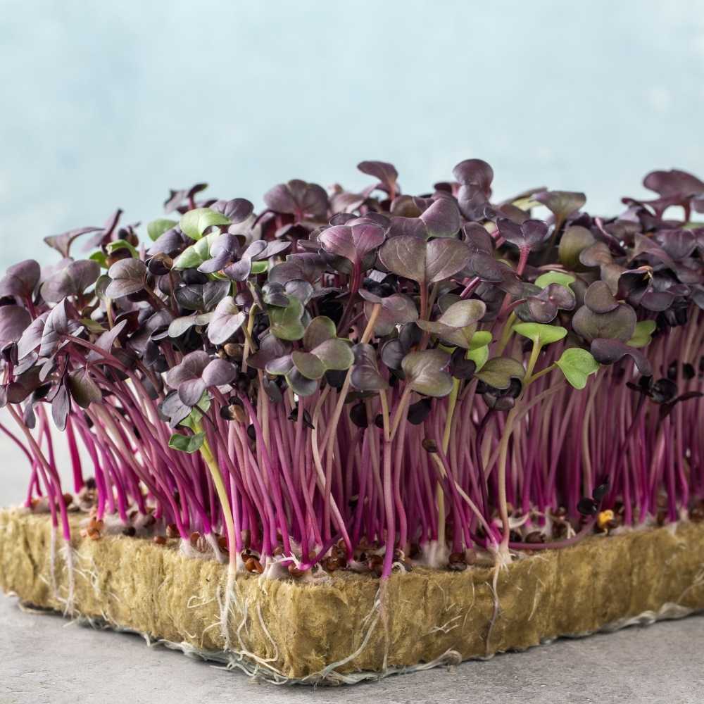 Radish Purple Sango Microgreens Seeds (25g) Easy to Grow, Fresh & Nutty Flavor | OrganicBazar - Image 2