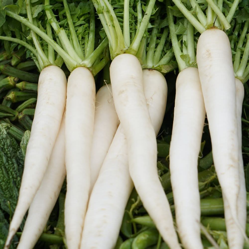 Radish (Mooli) Seeds White Long - 250 Seeds (मूली के बीज) - Image 3