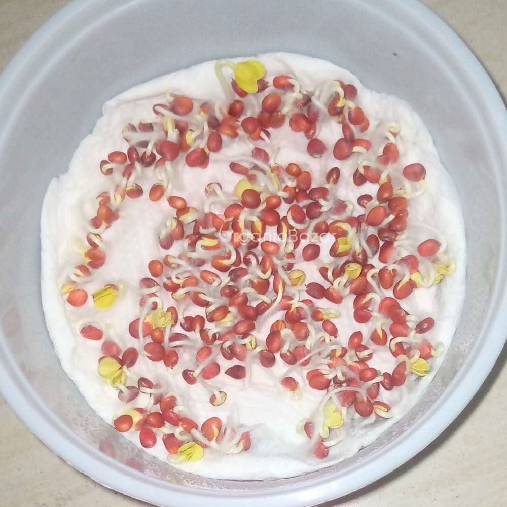 Radish (Mooli) Seeds White Long - 250 Seeds (मूली के बीज) - Image 5
