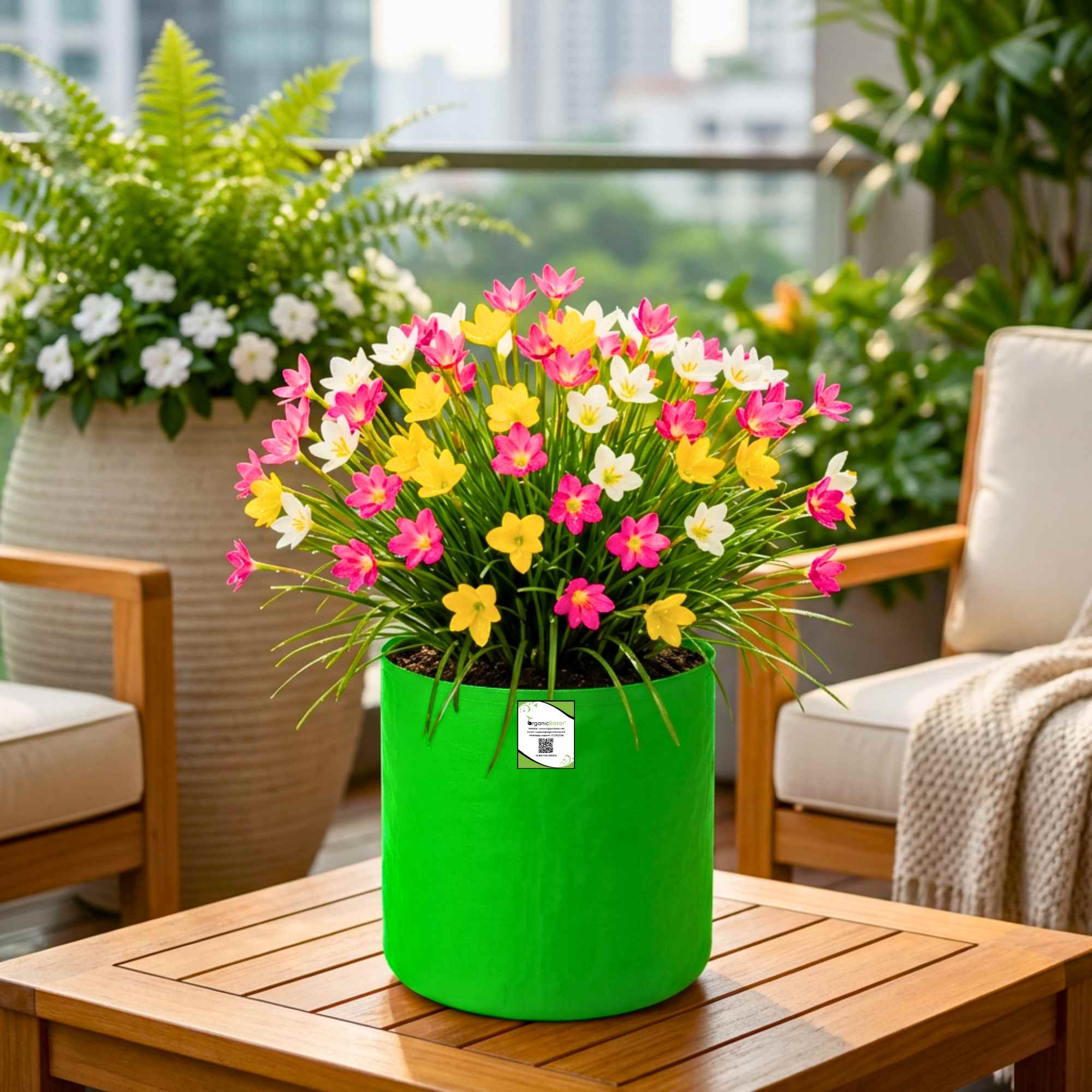 Rain Lily Flower Bulbs Mixed Color (10 Bulbs) Easy To grow Flower Bulbs For Terrace Gardening - Image 5