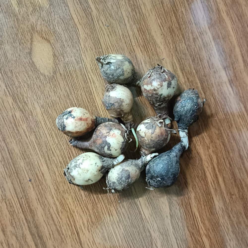 Rain Lily Flower Bulbs Mixed Color (10 Bulbs) Easy To grow Flower Bulbs For Terrace Gardening - Image 6